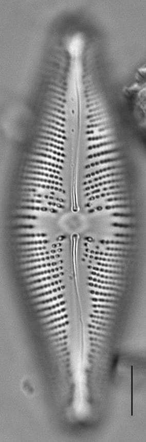 Navicula nunivakiana LM3