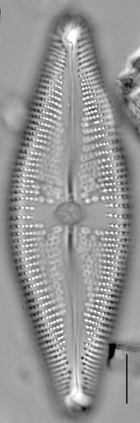 Navicula nunivakiana LM2