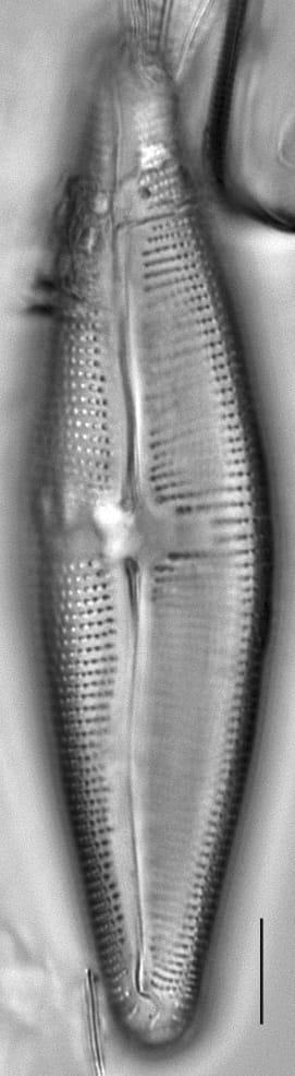Navicula nunivakiana LM1