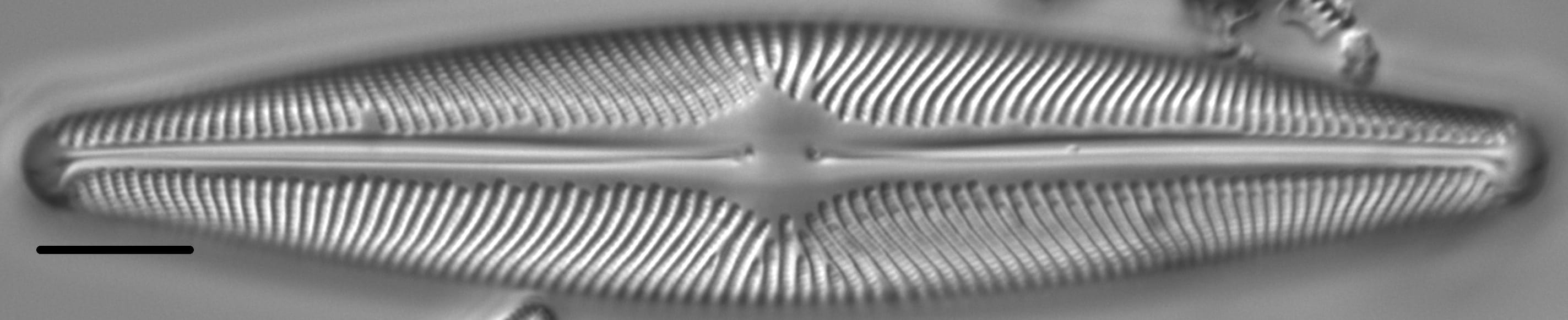 Navicula subwalkeri LM6