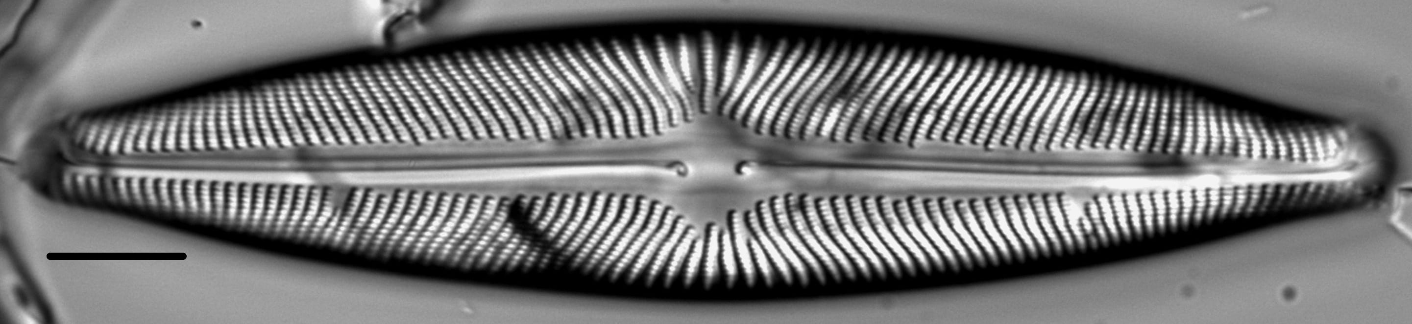 Navicula subwalkeri LM5