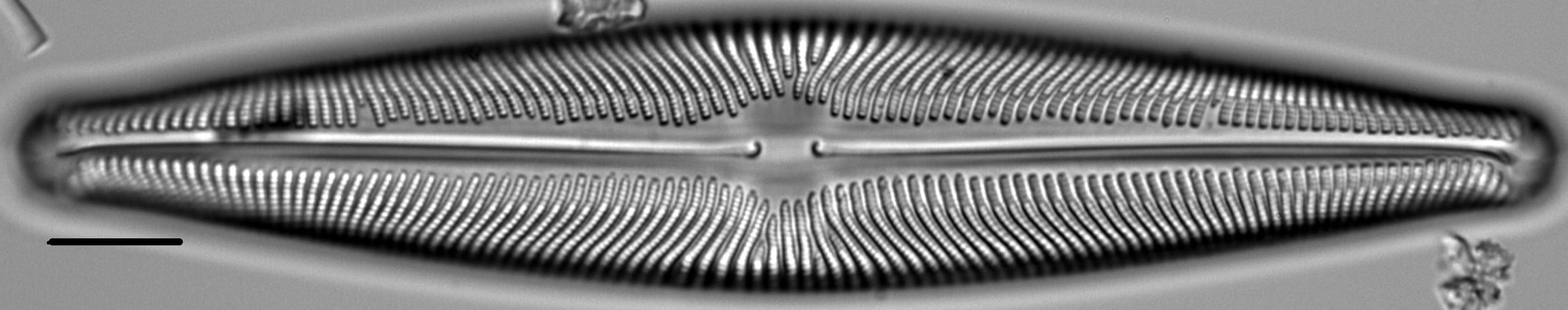 Navicula subwalkeri LM3