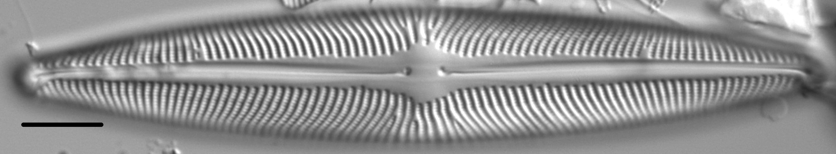 Navicula subwalkeri LM2