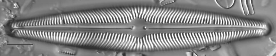 Navicula subwalkeri LM1