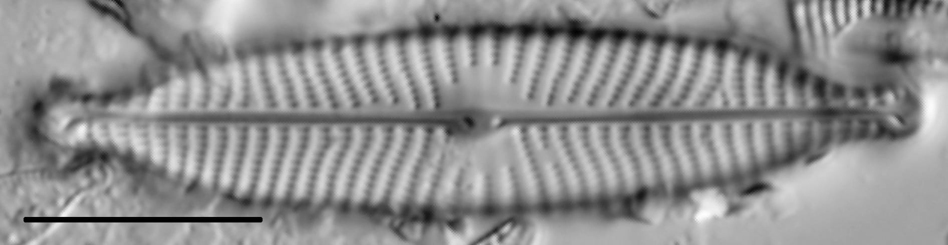 Navicula rostellata LM1