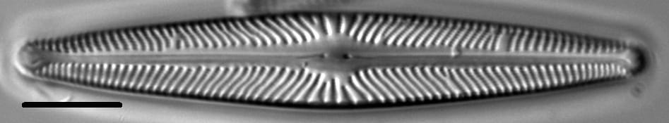 Navicula harmoniae LM1