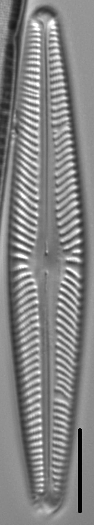 Navicula harmoniae LM2