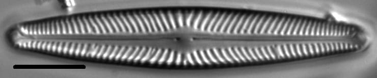 Navicula harmoniae LM3