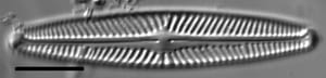 Navicula harmoniae LM4