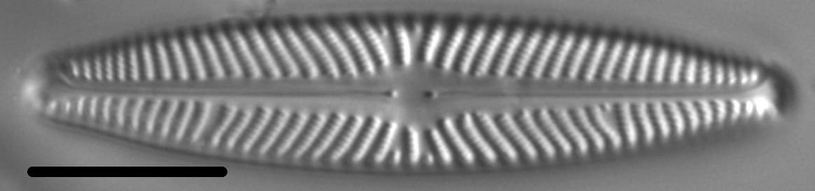 Navicula harmoniae LM5