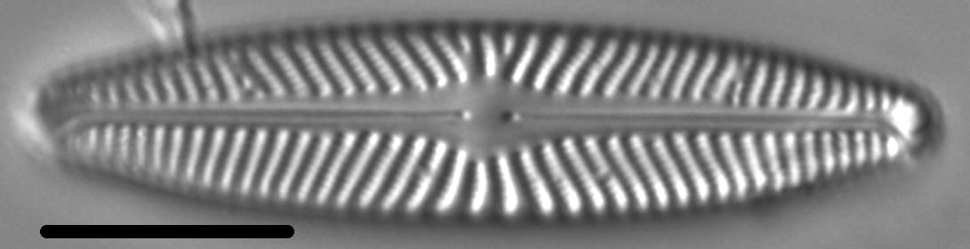 Navicula harmoniae LM6