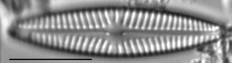 Navicula lundii LM2