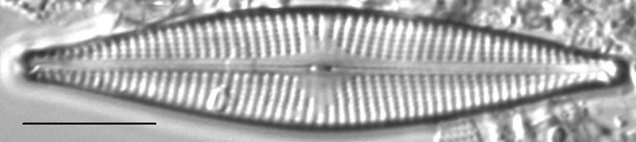 Navicula cryptocephaloides LM7