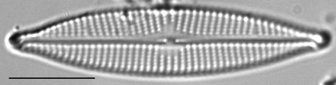 Navicula cryptocephaloides LM5