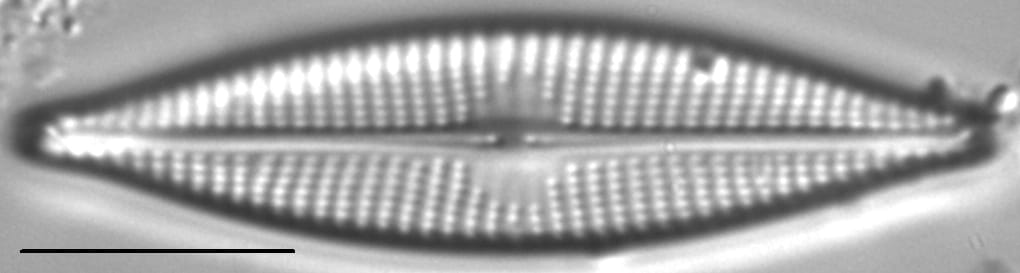 Navicula cryptocephaloides LM4