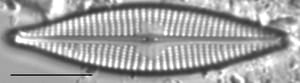 Navicula cryptocephaloides LM3