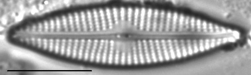 Navicula cryptocephaloides LM2