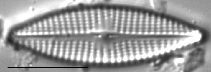 Navicula cryptocephaloides LM1