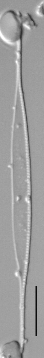 Nitzschia draveillensis LM11