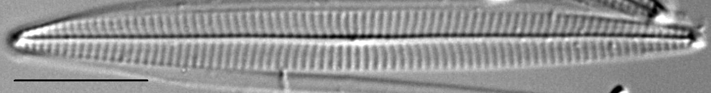 Navicula duerrenbergiana LM7