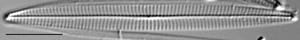 Navicula duerrenbergiana LM7