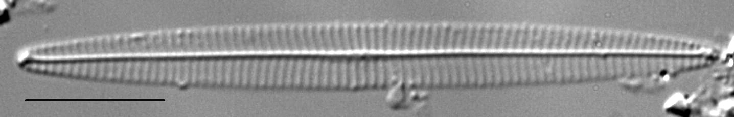 Navicula duerrenbergiana LM6