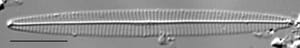 Navicula duerrenbergiana LM6