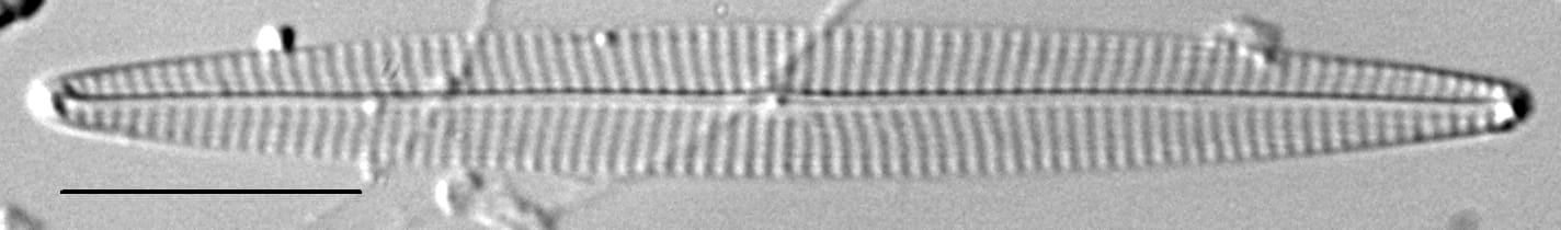 Navicula duerrenbergiana LM5