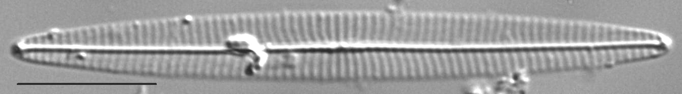 Navicula duerrenbergiana LM4