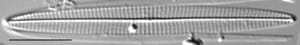Navicula duerrenbergiana LM3