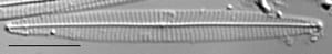 Navicula duerrenbergiana LM2