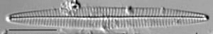 Navicula duerrenbergiana LM1