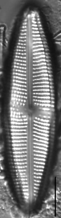 Neidium distinctepunctatum LM6