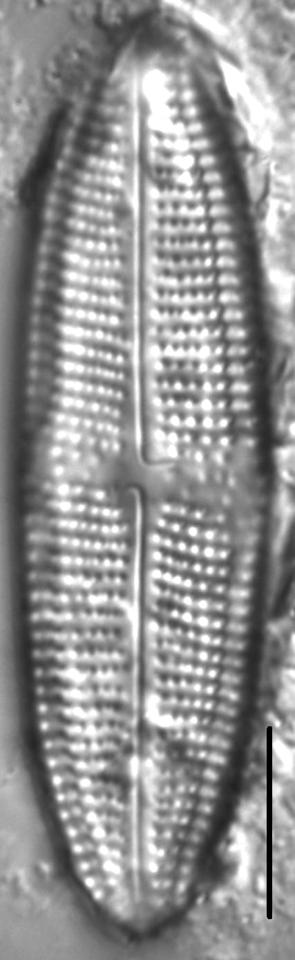 Neidium distinctepunctatum LM5