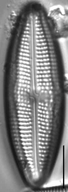 Neidium distinctepunctatum LM4