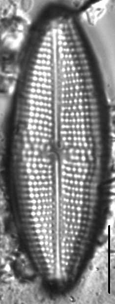 Neidium distinctepunctatum LM3