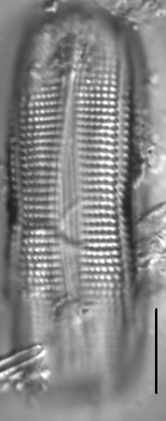 Neidium distinctepunctatum LM1