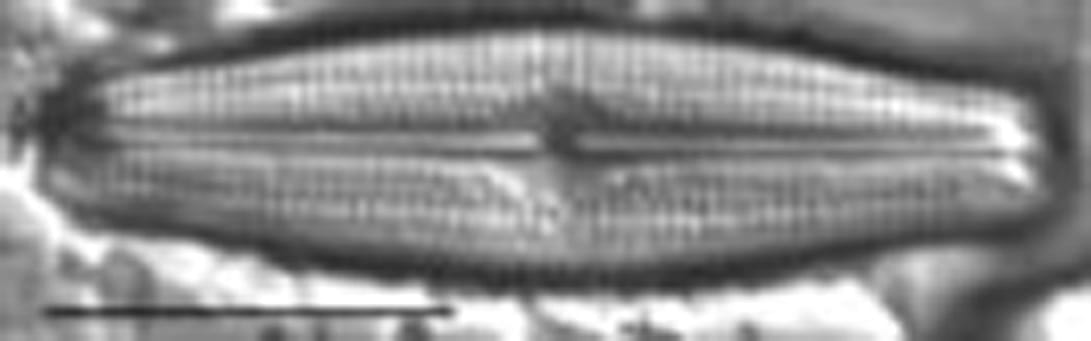 Neidiopsis hamiltonii LM6