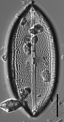 Neidium amphigomphus LM1