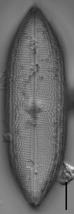 Neidium amphigomphus LM2