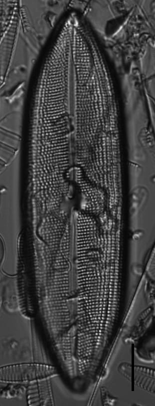 Neidium amphigomphus LM3