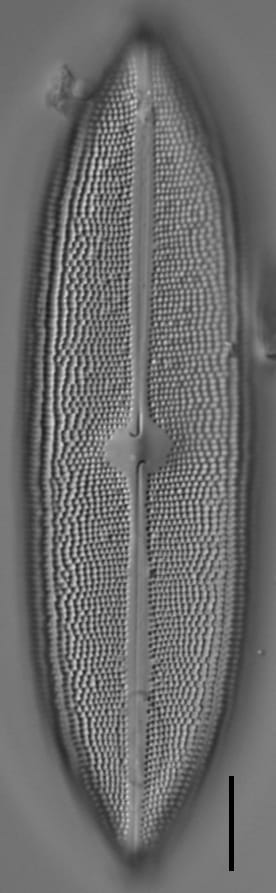 Neidium amphigomphus LM4