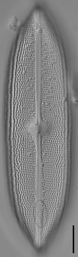 Neidium amphigomphus LM3