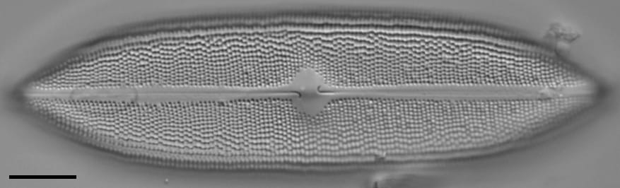 Neidium amphigomphus LM3