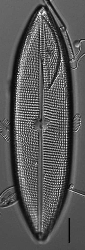 Neidium amphigomphus LM5