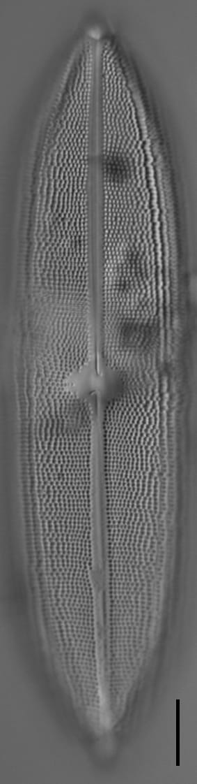 Neidium amphigomphus LM6