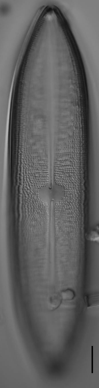 Neidium amphigomphus LM7