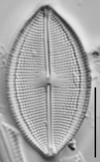 Neidium densestriatum LM2