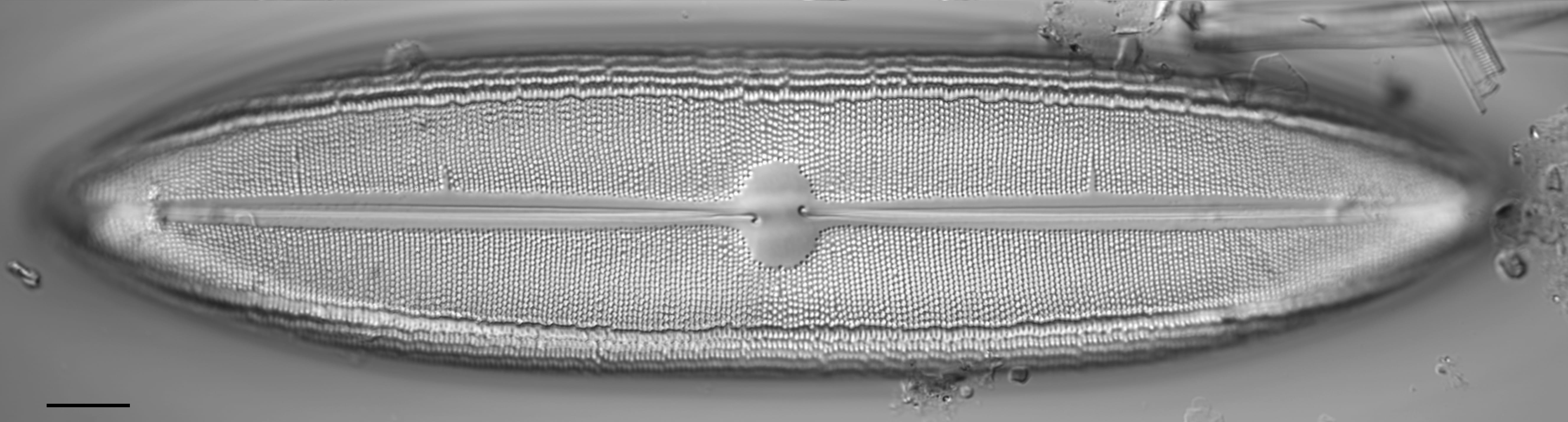 Neidium dilatatum 4 L1428