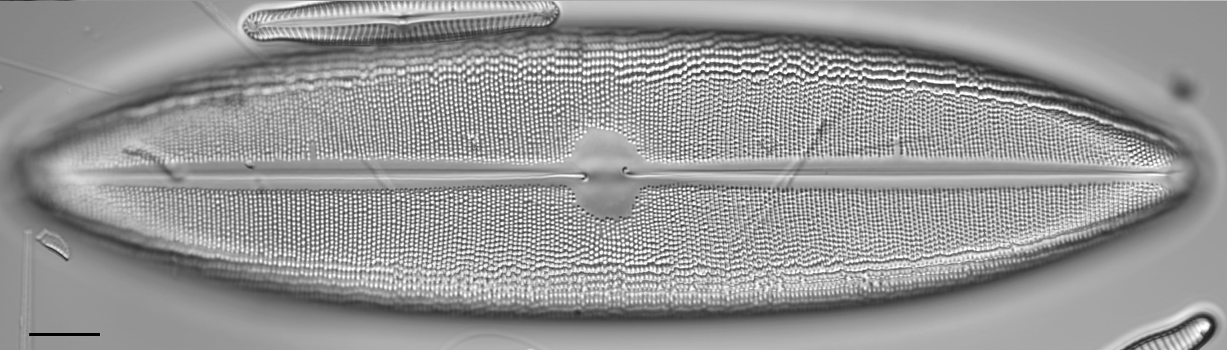 Neidium dilatatum 6 L1430